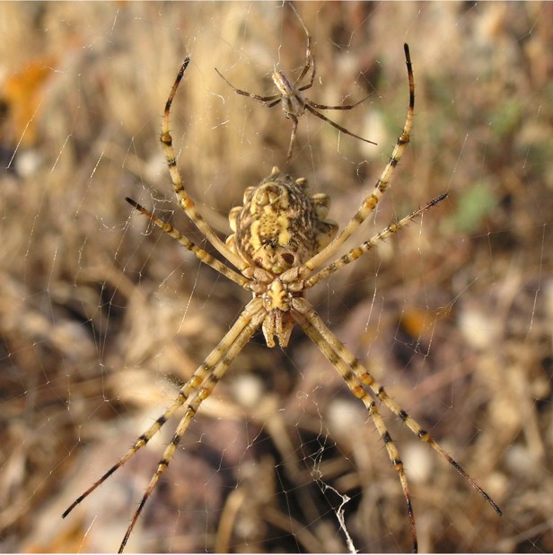 Argiope lobata: omaggio a lynkos